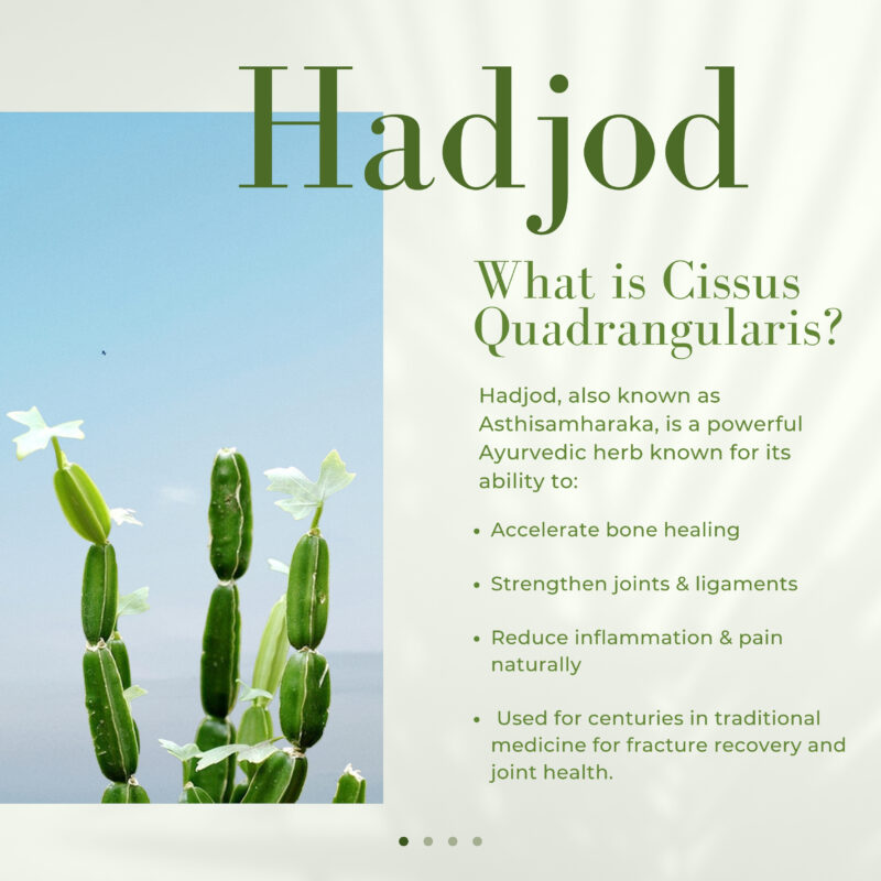 Cesvila Cissus quadrangularis 500 mg – 60 Tablets